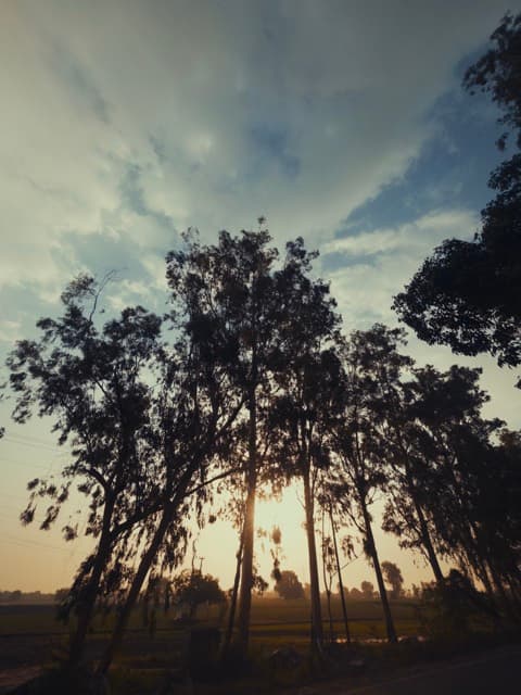 Sunset burning through a silhouette of tall trees