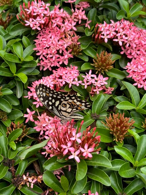 A butterfly resting on pink ixora flowers
